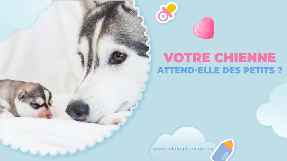 Votre chienne attend-elle des petits - chienne en gestation